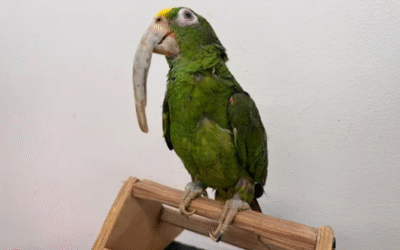 32 años sin volar: la historia de una lora frentiamarilla víctima del cautiverio