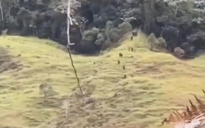 Alerta en el Suroeste antioqueño: denuncian presencia de grupos armados entre Urrao y Betulia