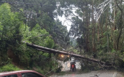 Árbol caído bloquea la vía entre San Cristóbal y San Félix