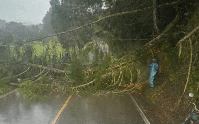 ¡Atención! Árbol caído bloquea vía hacia Belmira, norte de Antioquia