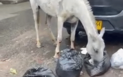Indignación en Bello por caballo herido y abandonado cerca de un colegio