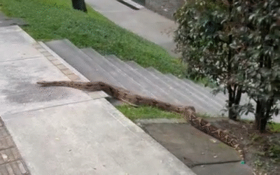 Qué susto. Tremenda boa en un barrio de Medellín