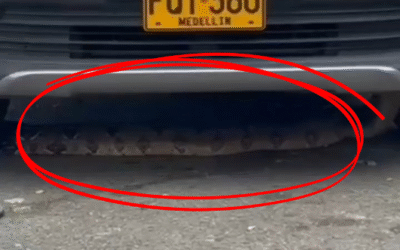 🐍 ¡Qué susto! Una boa de más de dos metros apareció en un barrio de Medellín