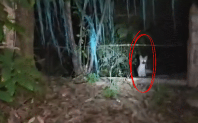 ¡Maravilloso avistamiento de fauna silvestre en El Peñol! 🦊