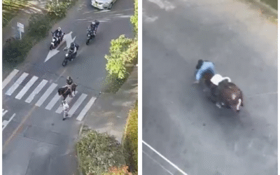 Denuncian presunto caso de maltrato animal en la Loma de los Bernal