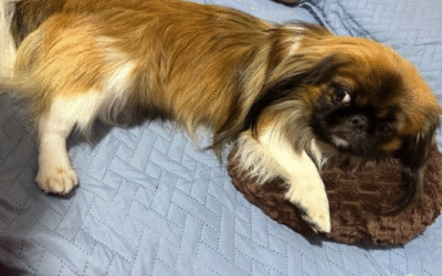 🐾 Indignación en Medellín: «Maxi», el perrito que murió tras ser obligado a viajar en la bodega de un bus intermunicipal