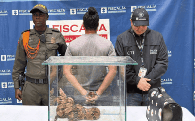 Capturan en Medellín a hombre con una boa constrictor y un conejo que sería su alimento