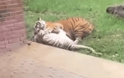 Tragedia en el zoológico, tigresa murió tras pelea con su hijo