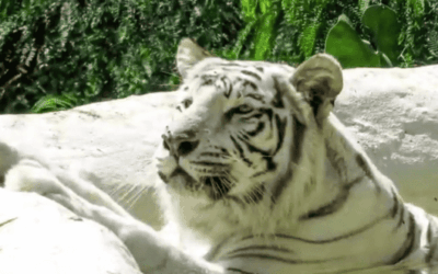 Consternación en Cali por la muerte de Indira, la tigresa blanca del zoológico