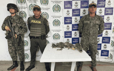 Recuperan 8 babillas en operativo contra el tráfico de fauna en Nechí, Antioquia