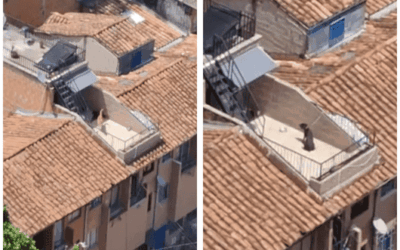 Rescatan perro y abren investigación por presunto maltrato animal en Medellín