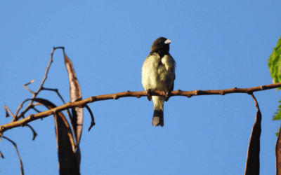 Un llamado urgente: proteger la riqueza natural del Valle de Aburrá