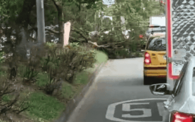 Caída de árbol en Sabaneta frente a Tierragro