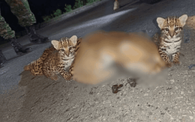 Tragedia en el Magdalena Medio: ocelote muere atropellado y deja a sus crías huérfanas