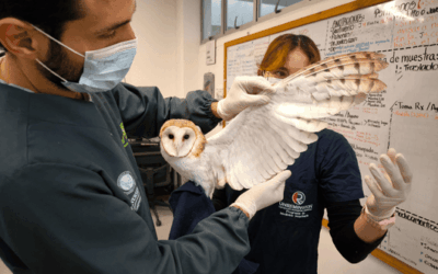 Lechuza víctima de cautiverio inicia su rehabilitación en el CAVR