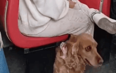 Polémica en un bus en Colombia por pasajera que viajaba con su mascota