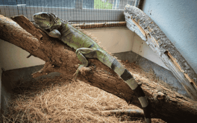 Una iguana vivió 25 años en cautiverio: fue entregada junto a tres tortugas morrocoy al CAVR