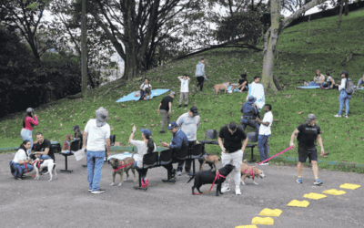 Ternura total: los perros más viejitos de La Perla salieron a pasear y robaron corazones