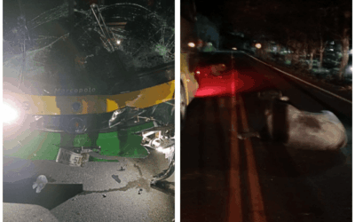 Accidente en la vía Medellín–Urabá: bus chocó contra varios búfalos