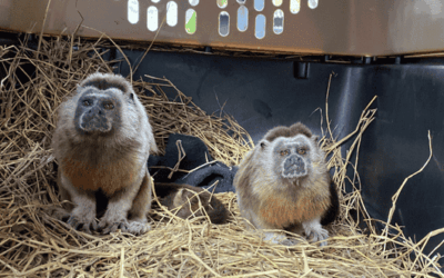 Una pareja de tití gris vuelve a la libertad en los bosques de Segovia