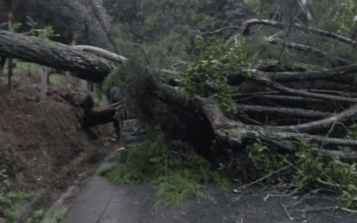 Árbol caído bloquea vía en San Antonio de Prado, sector Las Playas
