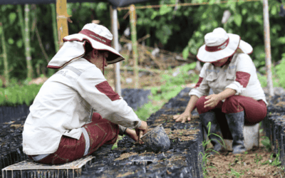 EPM cuenta con tres viveros certificados por el ICA y uno en proceso