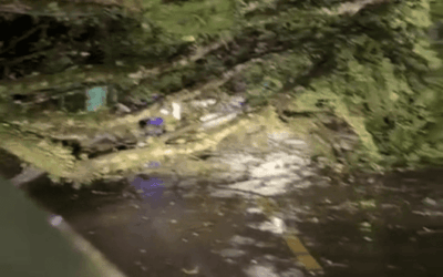 Caída de árbol tras fuerte aguacero en límites entre Itagüí y La Estrella