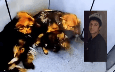 Indignación por video que muestra maltrato animal dentro de un ascensor en Villas de Ensueño