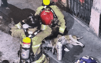 ¡Héroes en acción! Bomberos rescataron a un perrito de un incendio en el Centro de Medellín