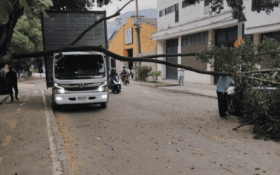 Caída de árbol afecta la movilidad en la Calle 30A con la Carrera 65A