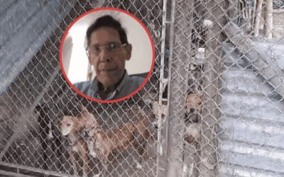 Imputan a hombre en Cali por maltrato animal: tenía 14 perros en condiciones deplorables