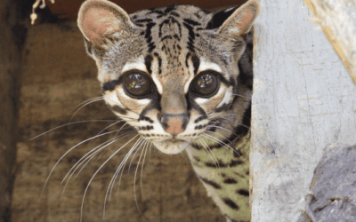 De una casa en Bello al bosque: un margay rescatado del tráfico ilegal regresó a la niebla donde pertenece