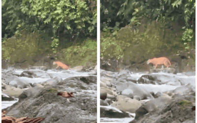 Puma sorprende a turistas a la orilla de un río y el video se vuelve viral
