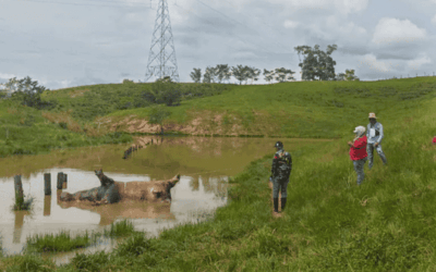 Hallan muerto un hipopótamo en Puerto Triunfo y de forma preliminar descartan ataque humano