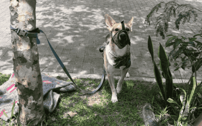 Rechazo ciudadano por abandono de un perro en el noroccidente de Medellín