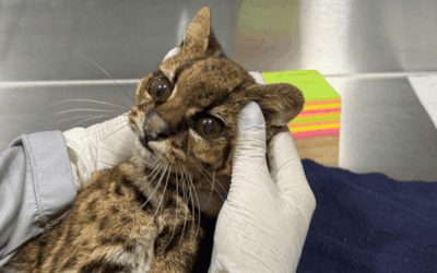 Rescatan hembra de tigrillo lanudo en estado crítico en un cerro tutelar de Medellín
