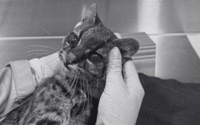 Falleció tigrilla lanuda rescatada en el Cerro de las Tres Cruces, confirmó el alcalde de Medellín