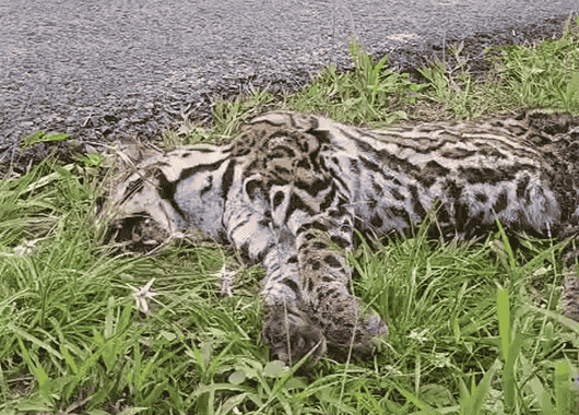 Atropellan a un ocelote en la autopista del río Magdalena y crecen las alertas ambientales en Antioquia