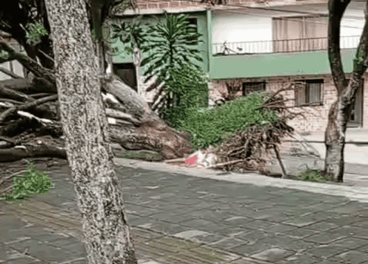 Caída de árbol afecta la movilidad en Manrique, Medellín