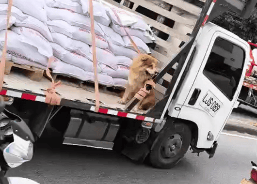 Indignación en Itagüí: perrito es transportado en condiciones de alto riesgo