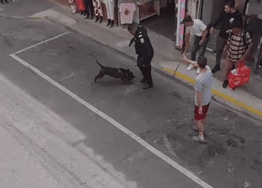 🚨 Polémica en Rionegro: perro murió tras intervención policial en medio de ataque con machete