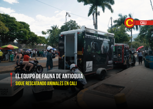Equipo de fauna de Antioquia sigue rescatando animales en Cali